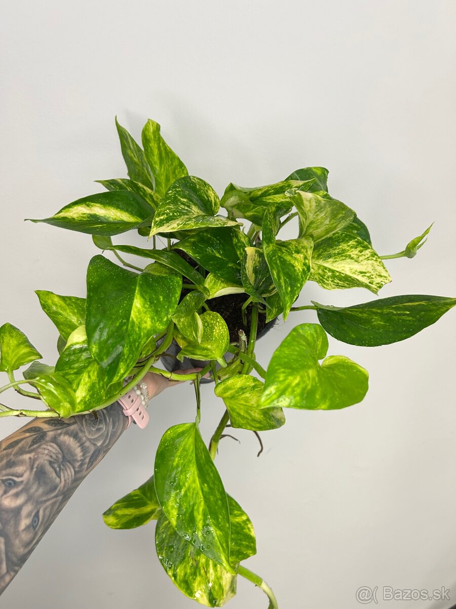 Epipremnum aureum ‚Hicolor‘ (Veľký) - 2