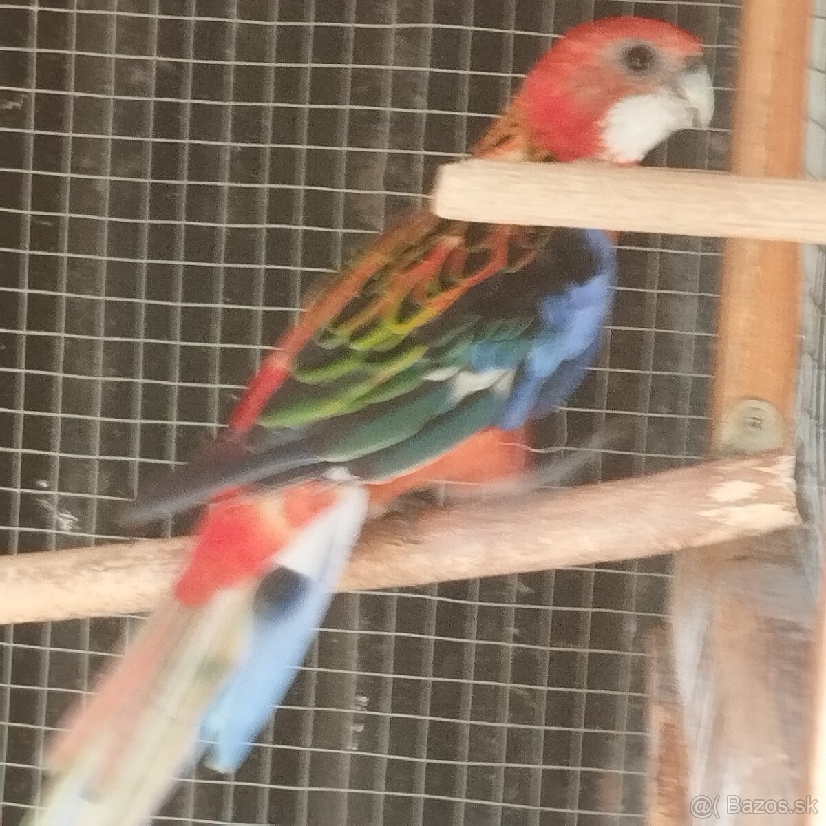 Rozela - 2