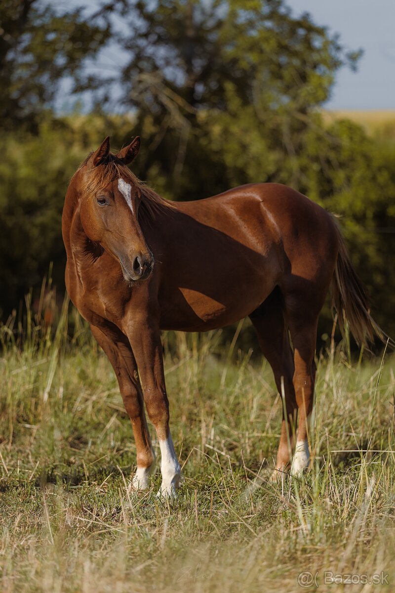 Predám žrebceka QH - 2