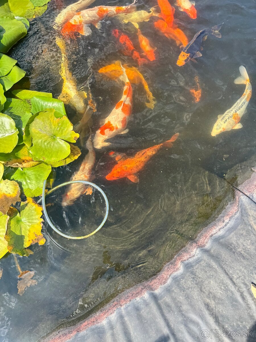 Koi - 2