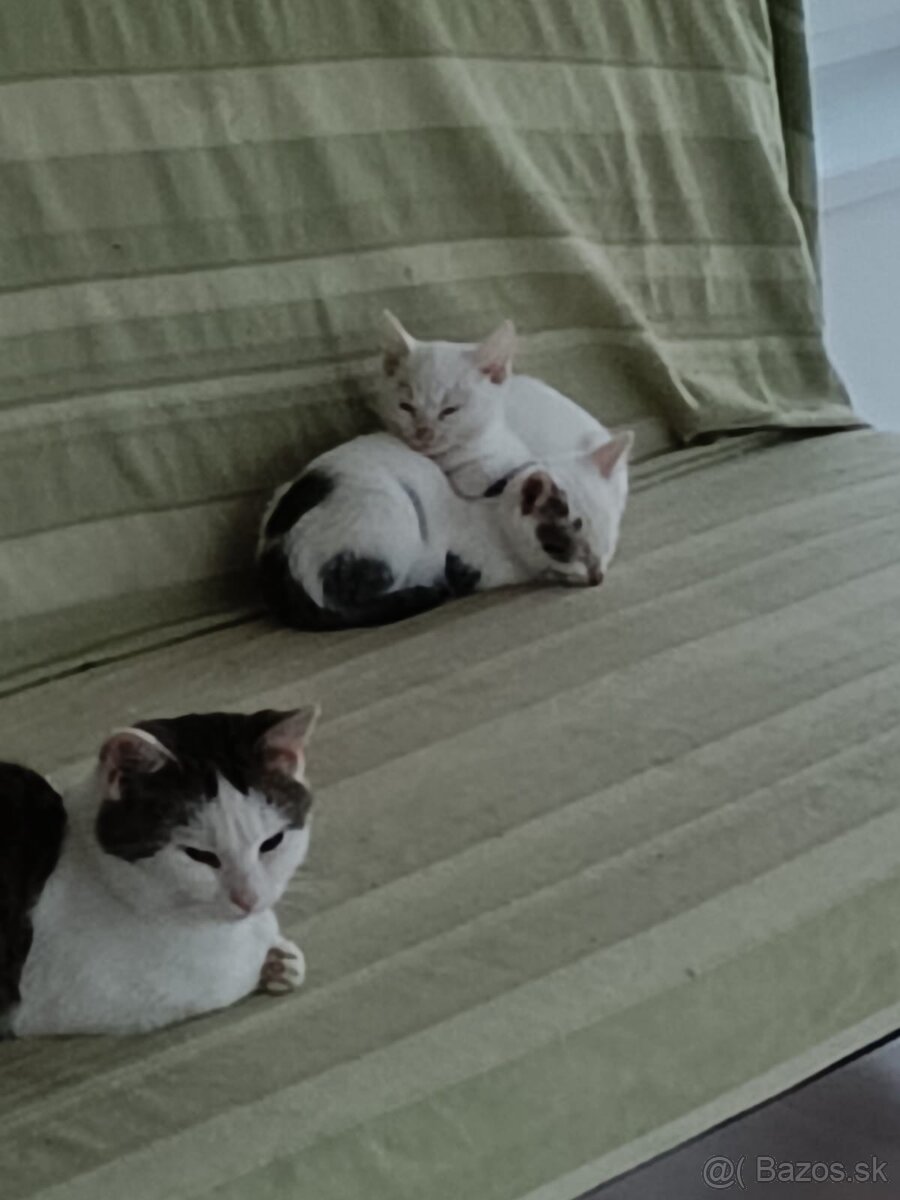 mačiatka - 2