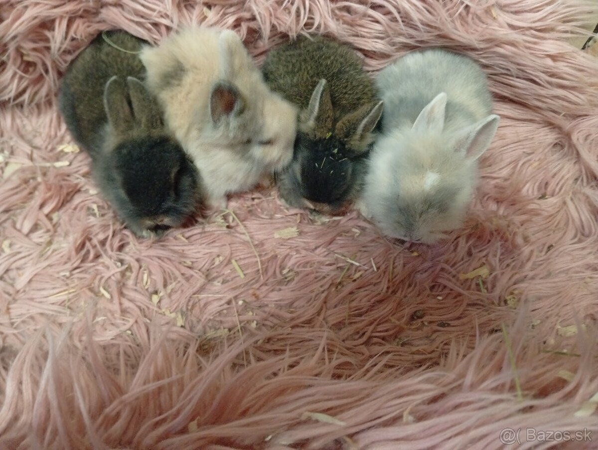 Zakrslý zajko - 2
