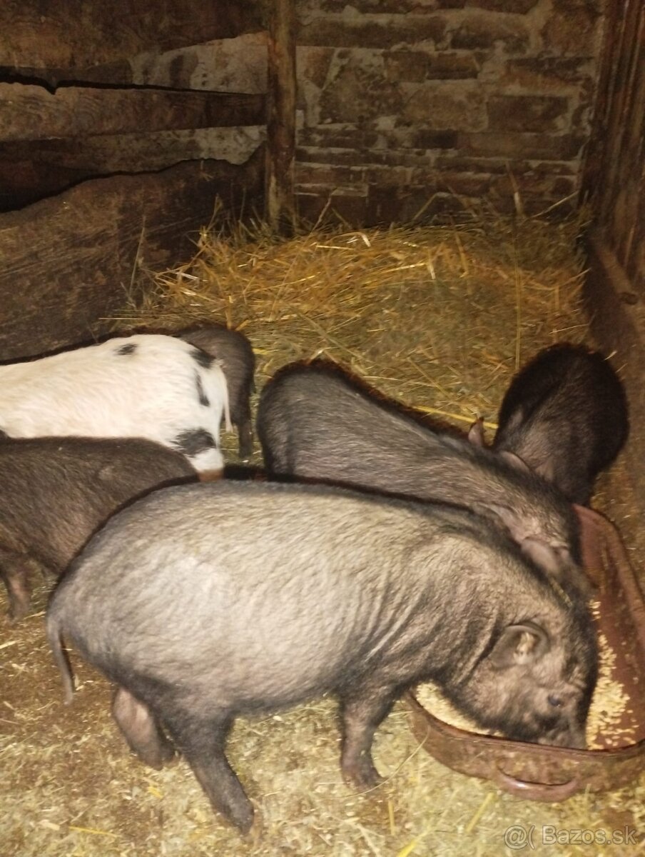 Vietnamske prasiatka - 2