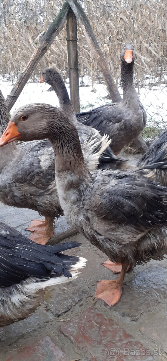 Landeské husi a gunáre - 2