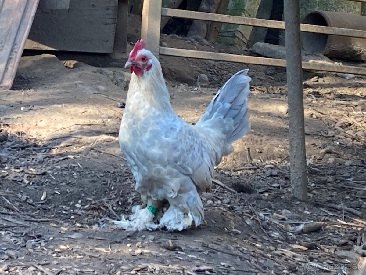 Milflerka isabela - 2