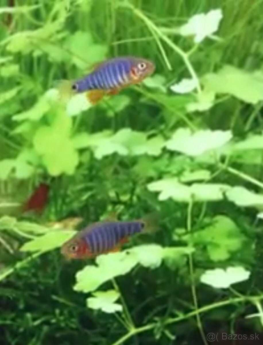 Predam Razbora Barmska - Danio Erythromicron - 2