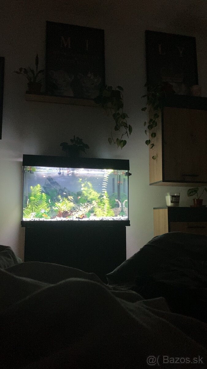 Akvarium, rybičky, rastlinky - 2