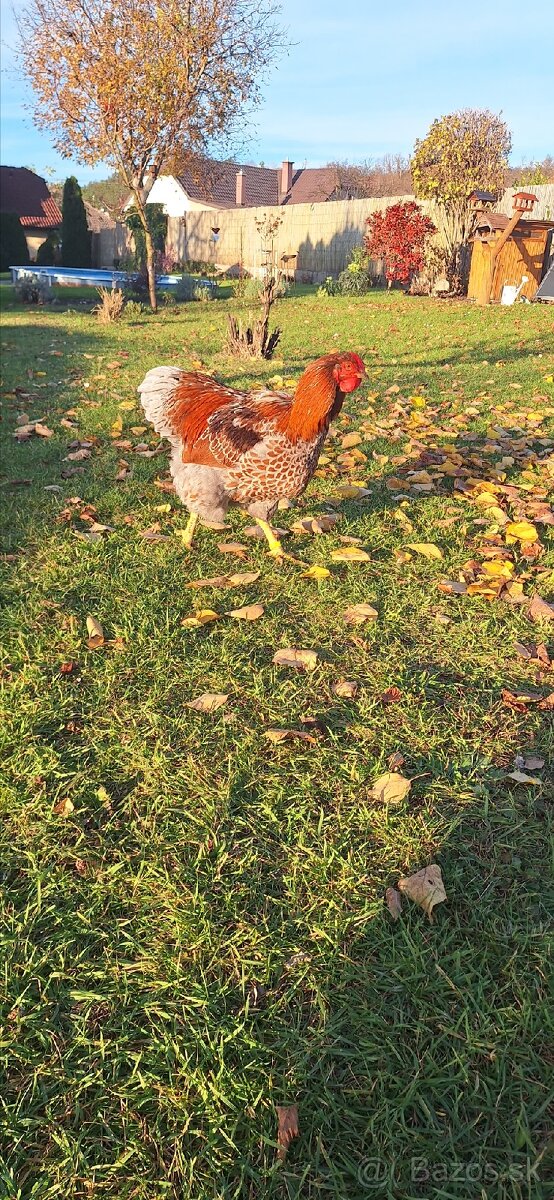 Predám kohútov Wyandotka zlata modro lemovaná - 2