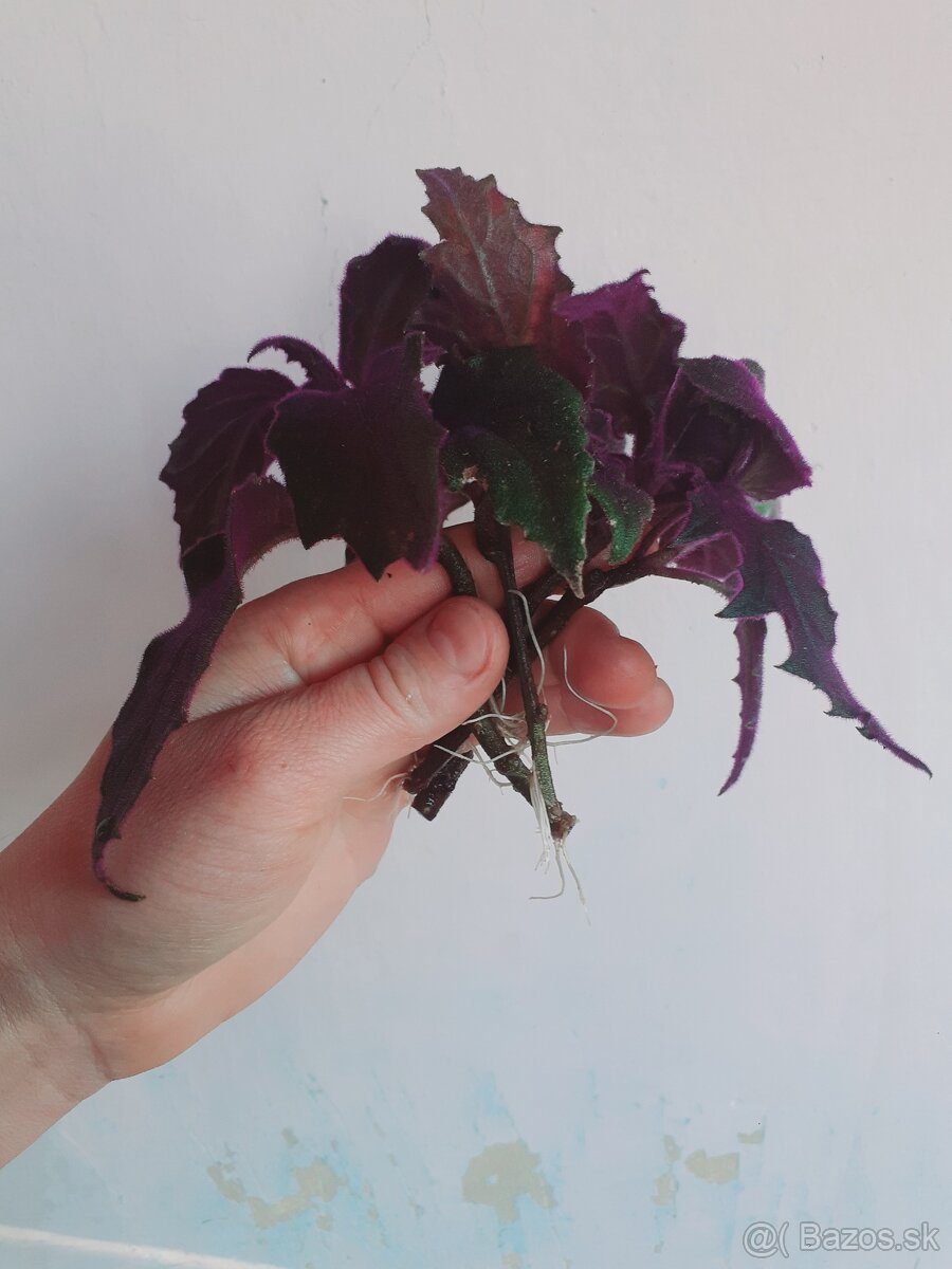 Gynura popínavá - zakorenené odrezky - 2