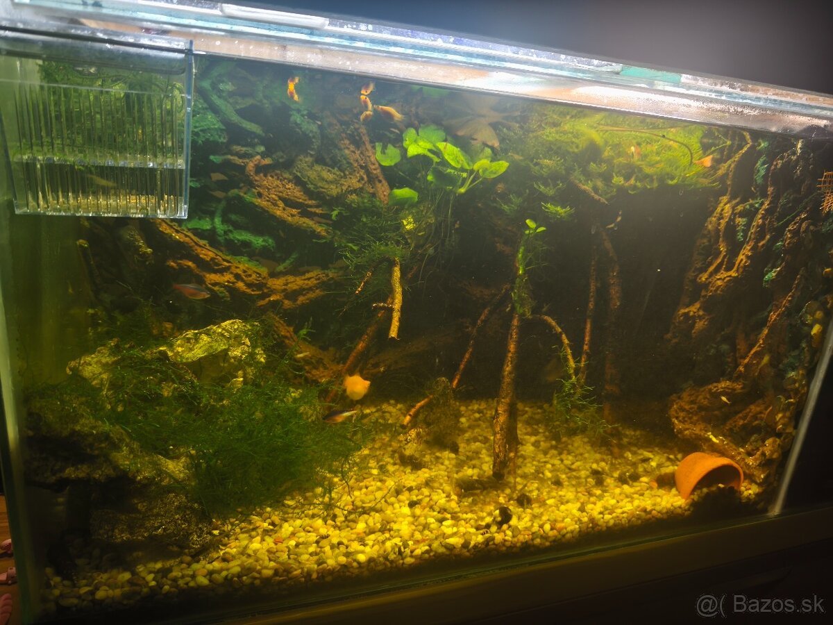 Akbarium +rybky+krevety - 2