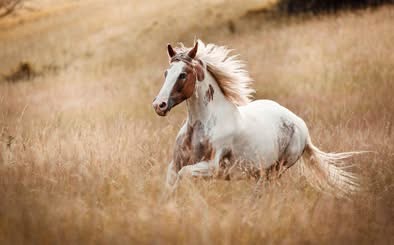 Strakatá kobyla - 2