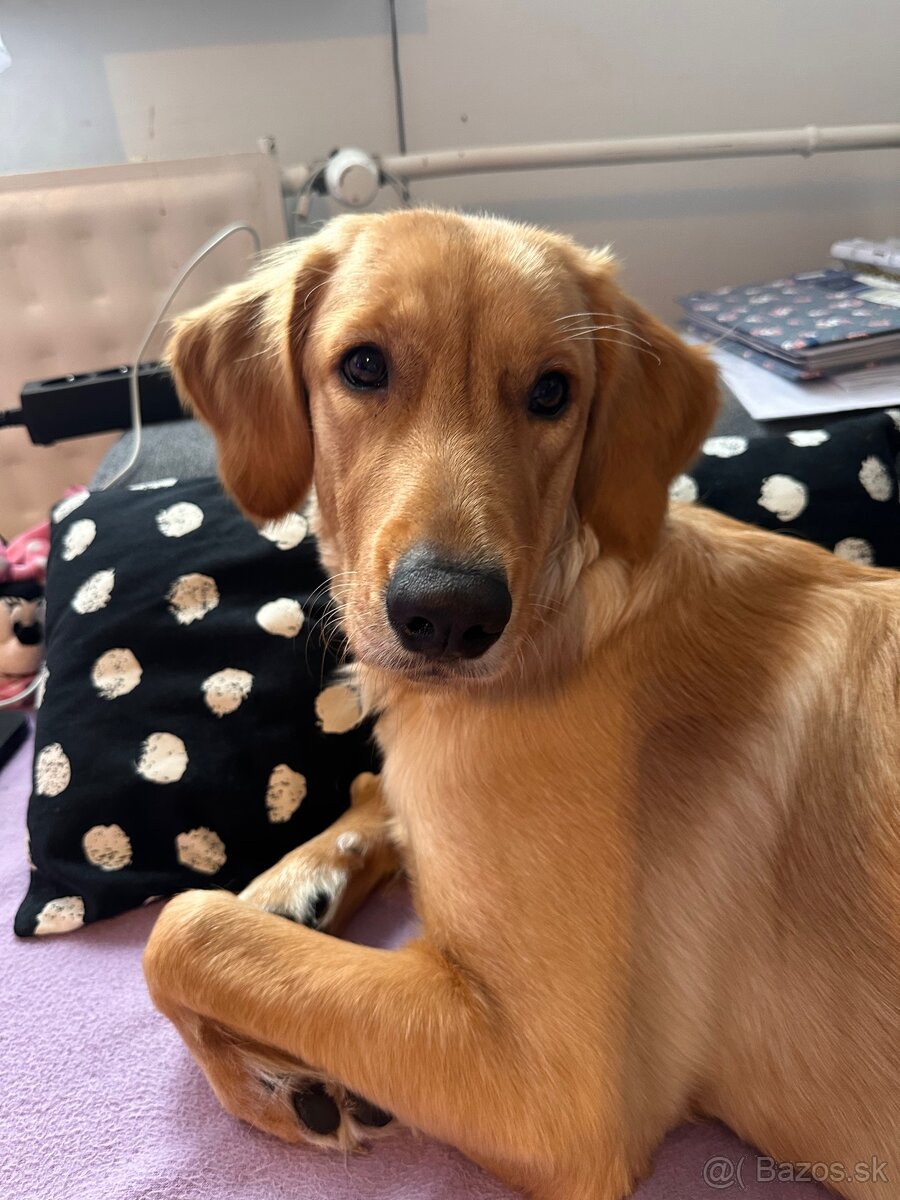 Zlatý retriever - darujem - 2