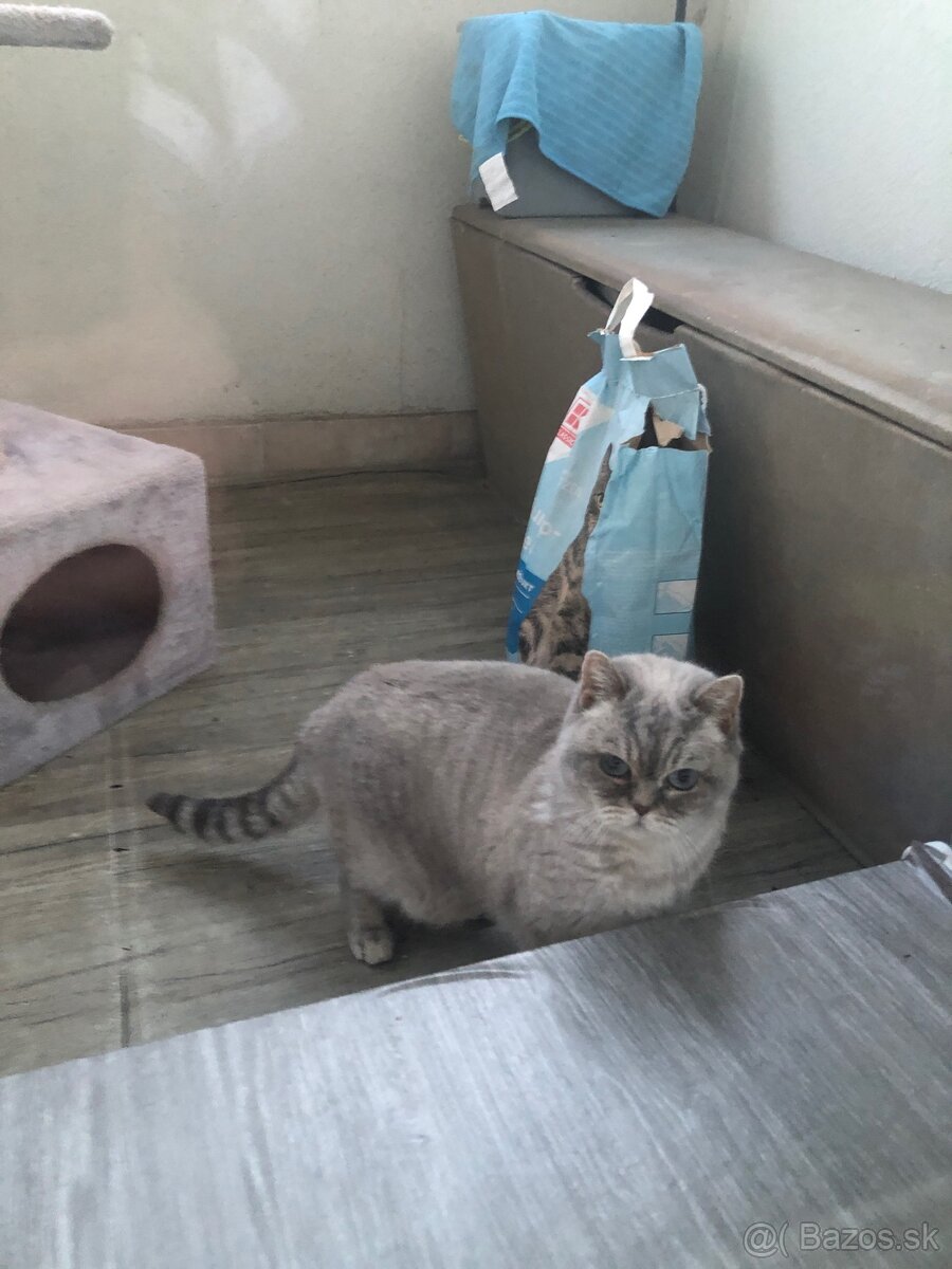 Britská Colorpoint - 2