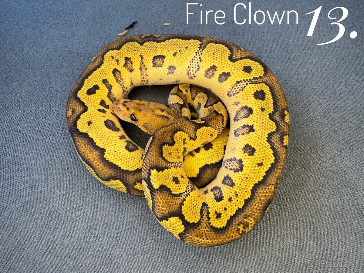 Predám P.Regius genetika Clown - 2