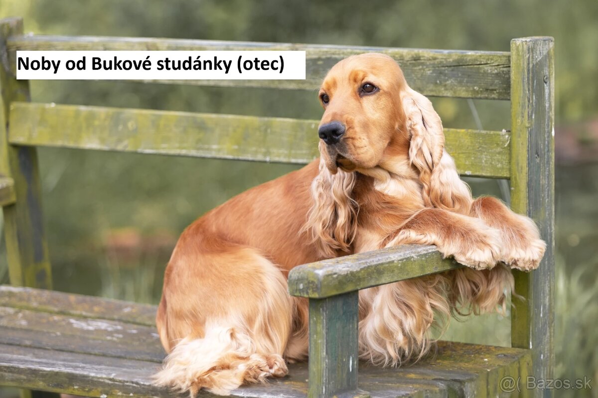 Anglický kokeršpaniel s PP - 2