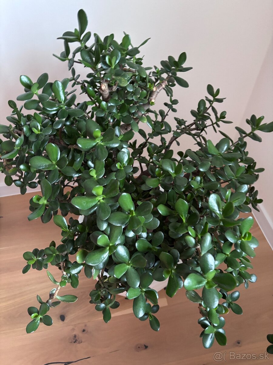 Tučnolist / Crassula - 2