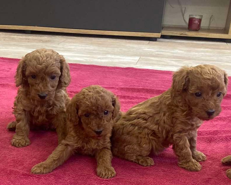 Toy Pudel red chalpec/fenka - 2