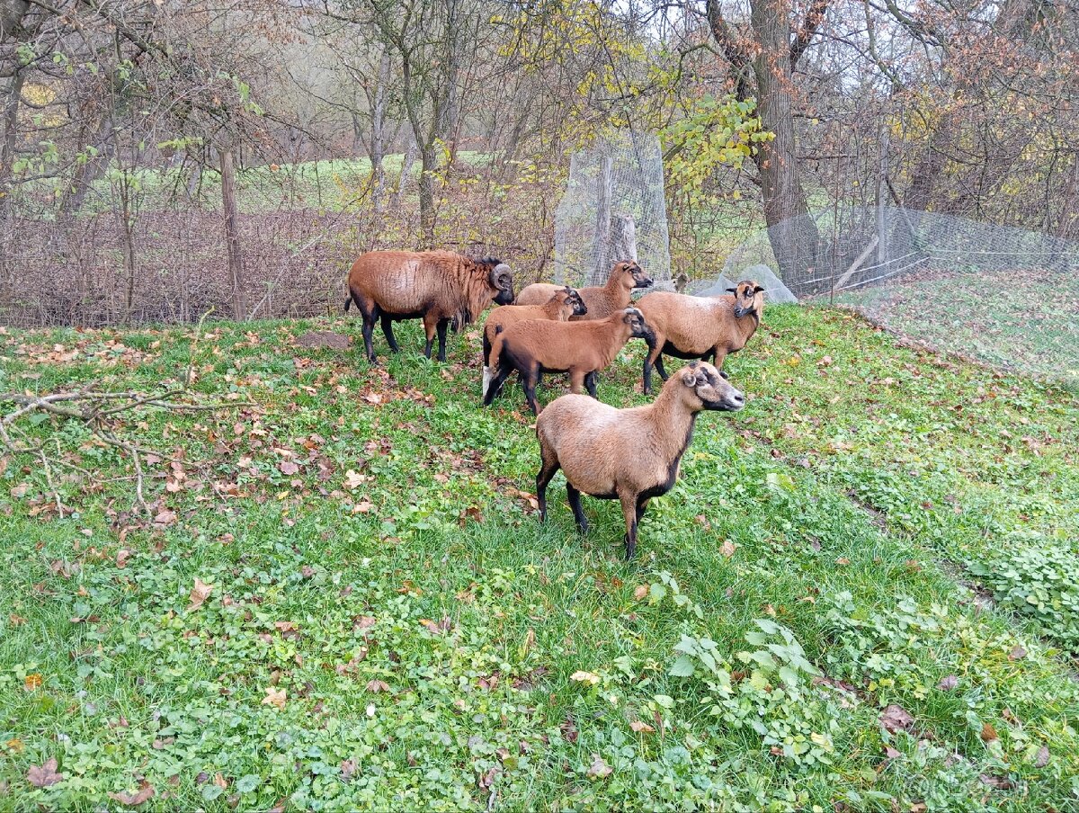 Predám kamerunské barančeky - 2