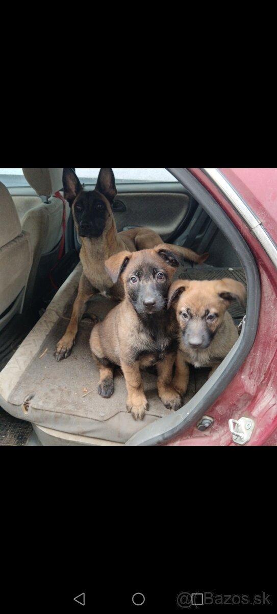 Belgicky ovčiak/cross - 2