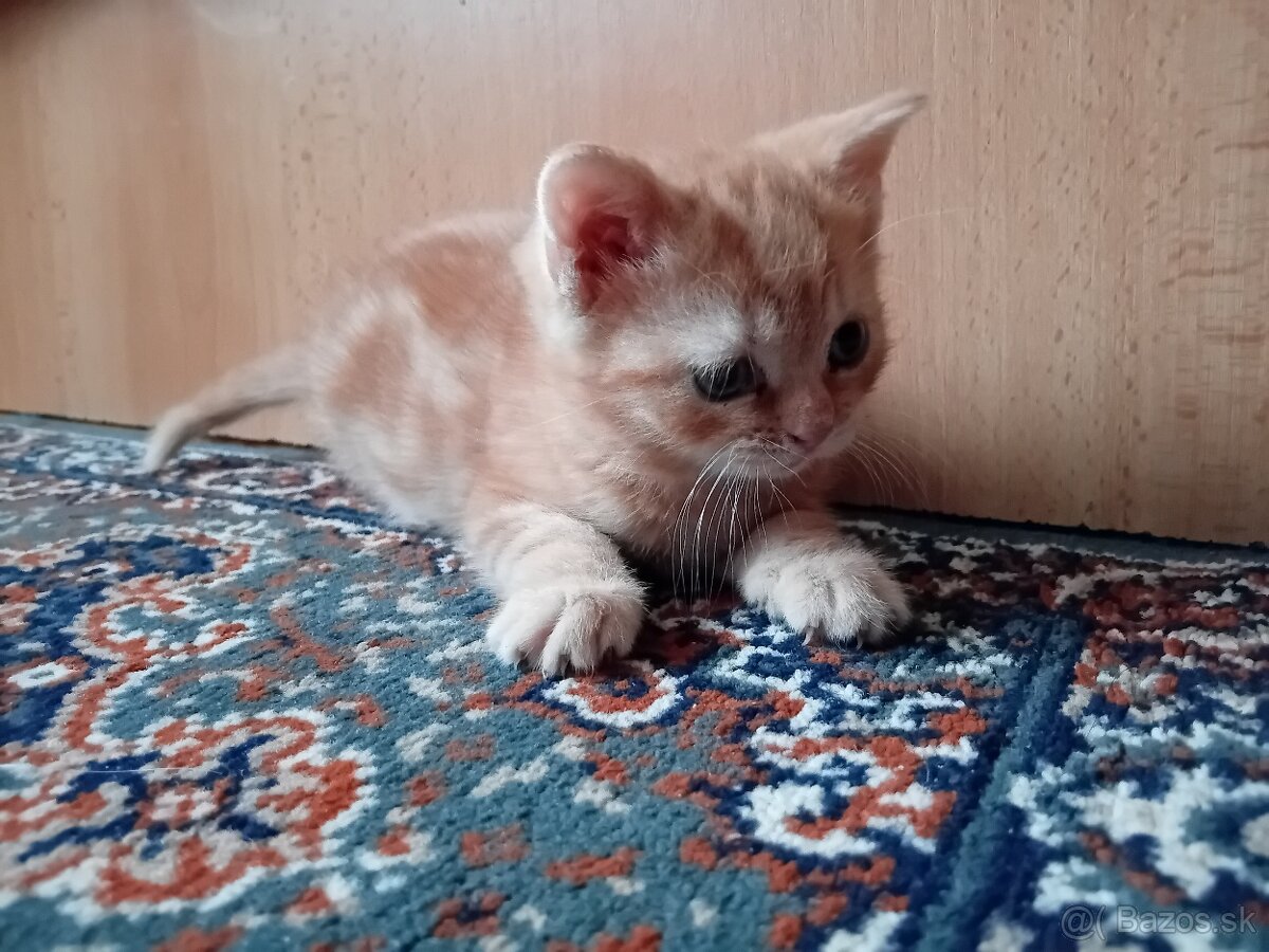 Darujeme mačiatko- hrdzavá mačička - 2