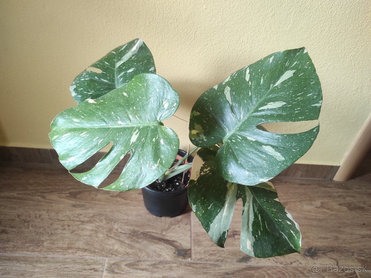 Monstera Thai - 2