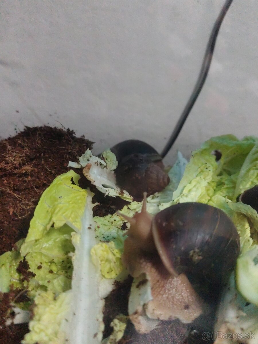 Achatina africké slimáky - 2