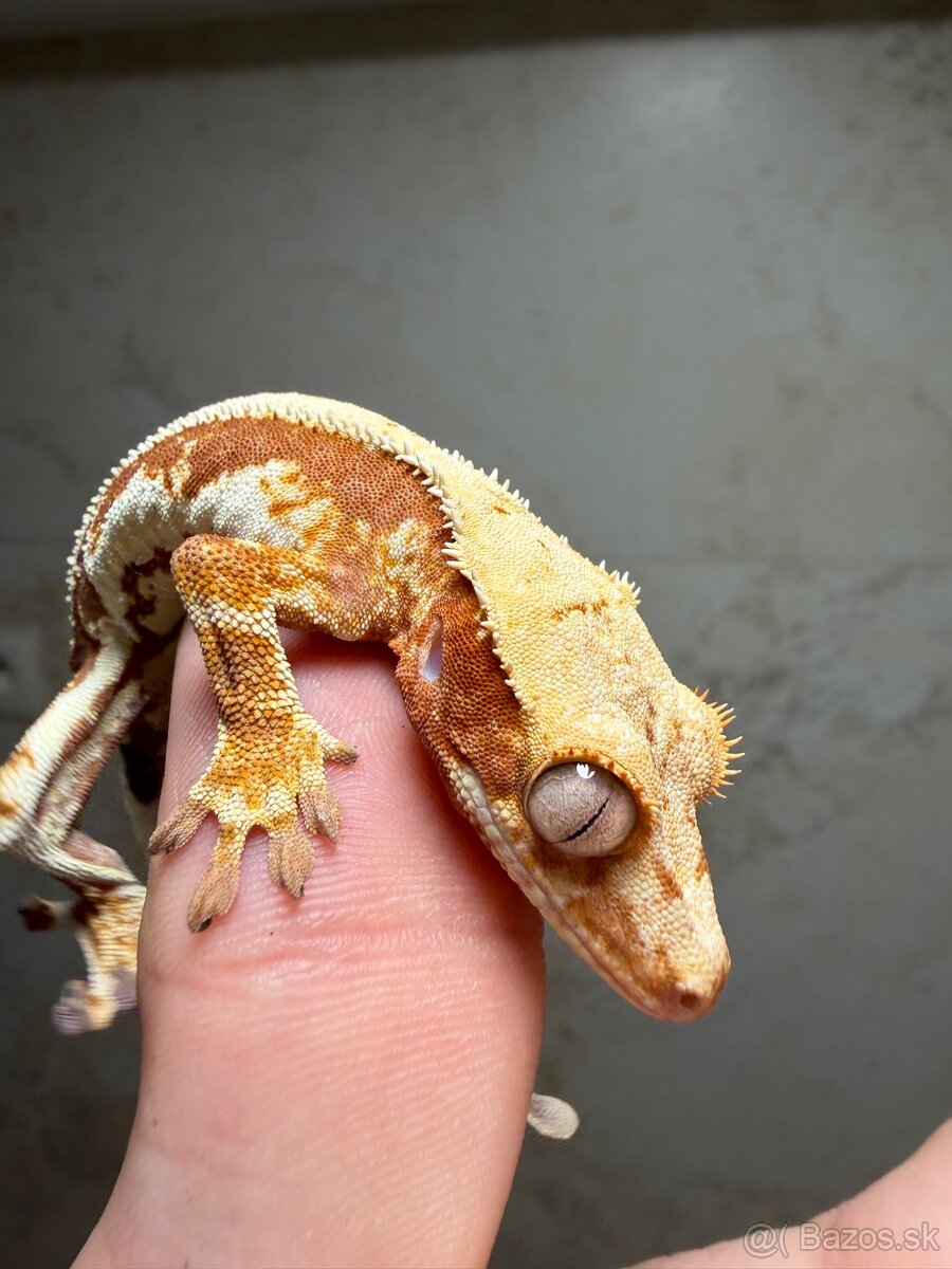 Pagekon riasnatý LW dark Red base - 2