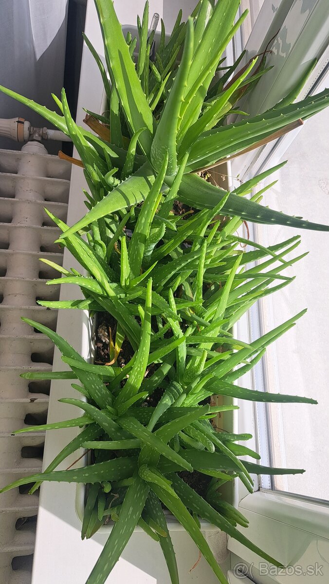 Aloe vera - 2