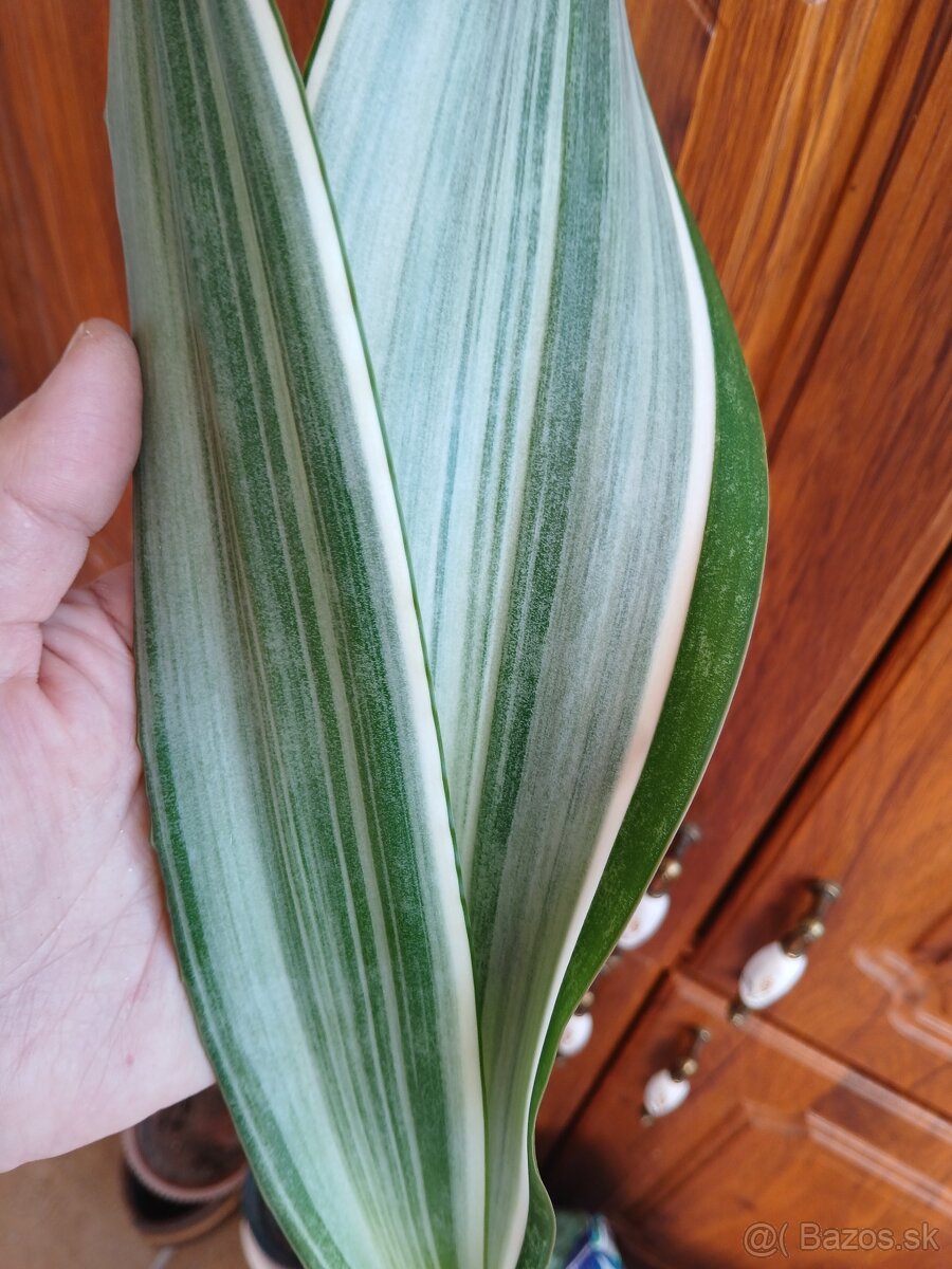 Sansevieria Metallica a Marlow - 2