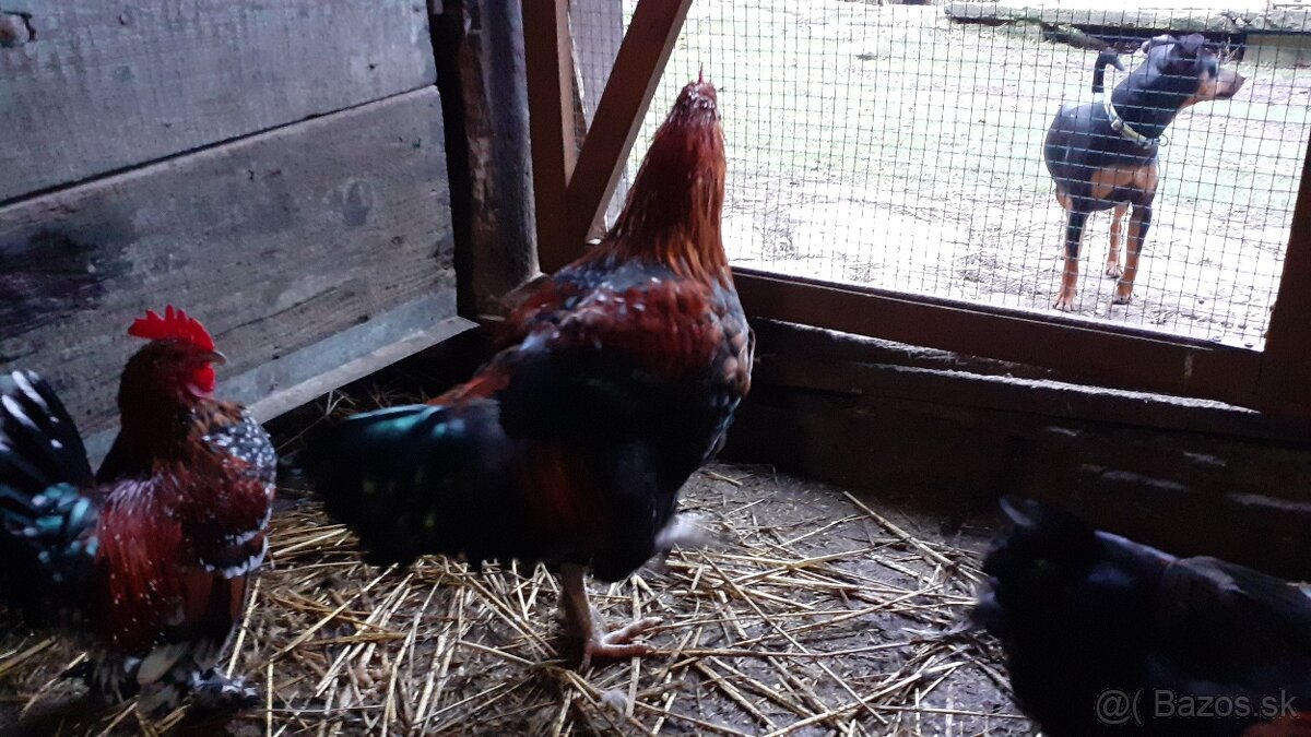 Marans medenokrký - 2