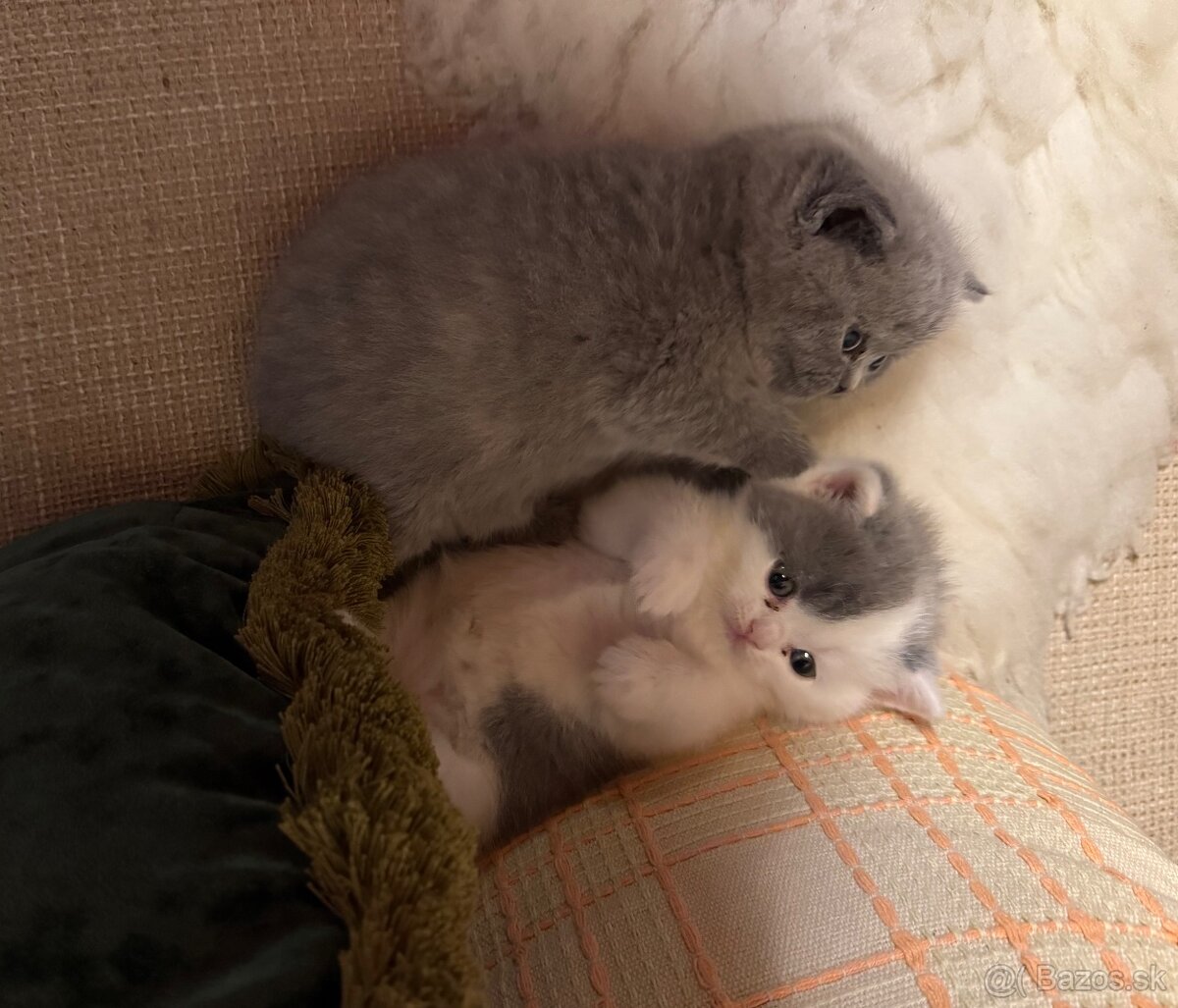 Britské mačiatka s PP - 2