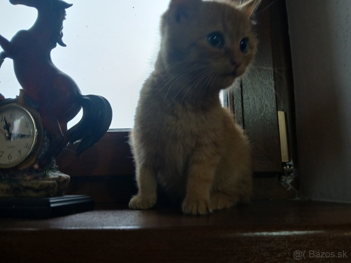 Darujem mačiatko - 2