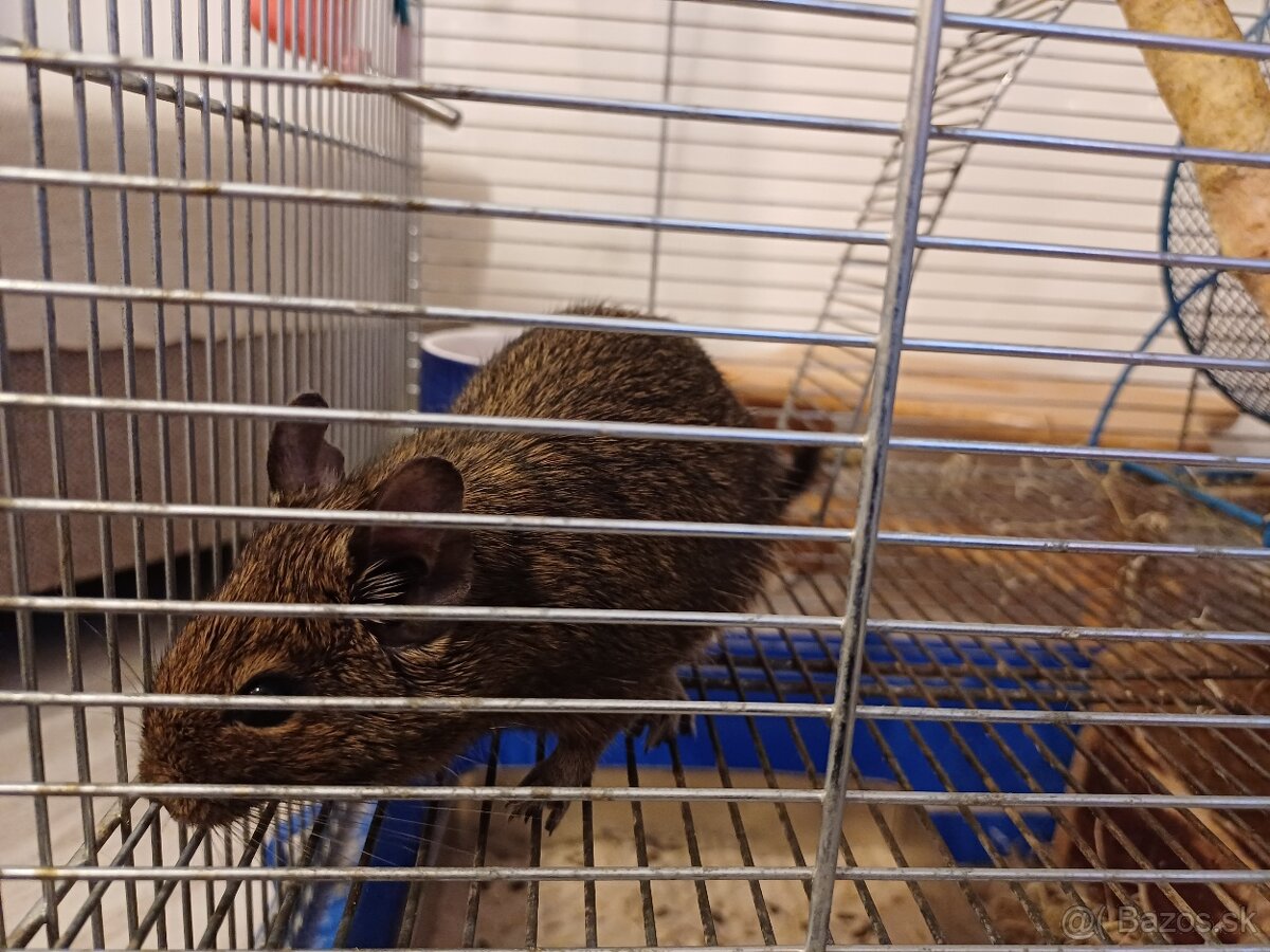 Predám Osmaka Degu aj s príslušenstvom - 2