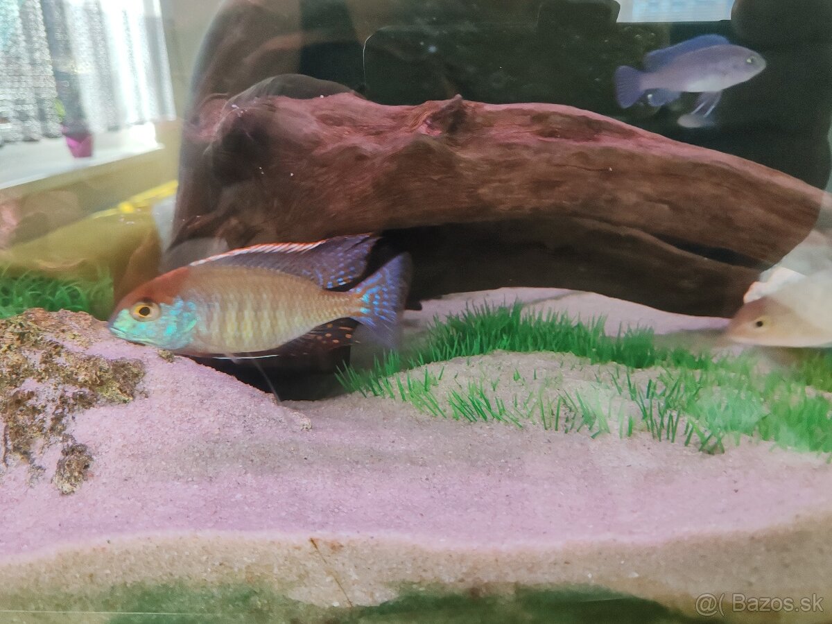 Lethrinops red cap - 2