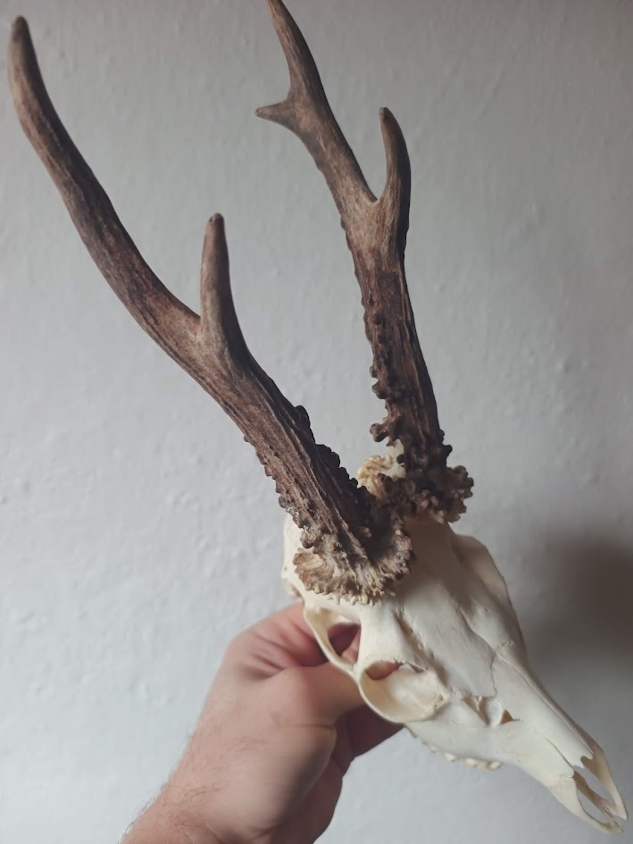 Trofej trofeje parohy parožie zhody... - 2