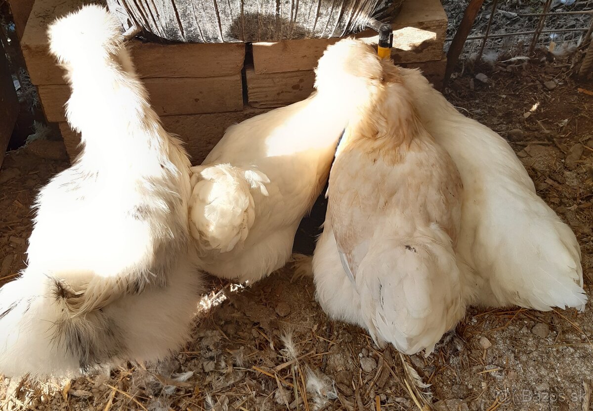 Hodvábnička a Saténky - 2