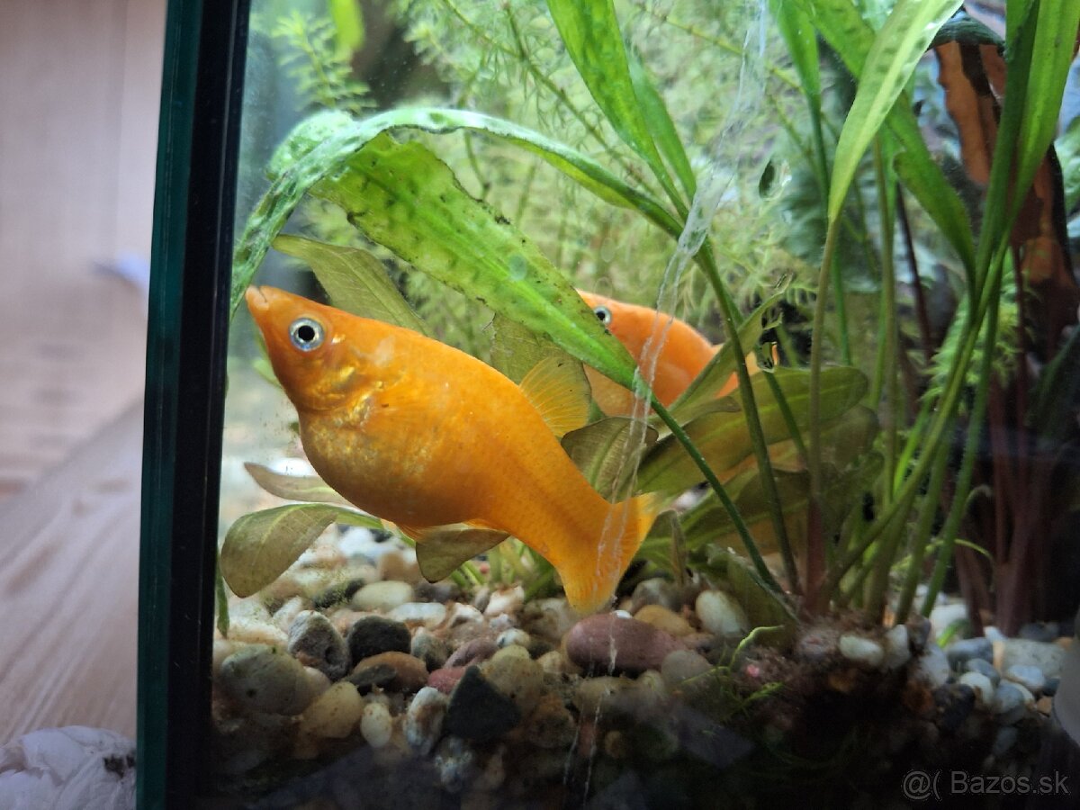 Živorodka ostropyská - 2