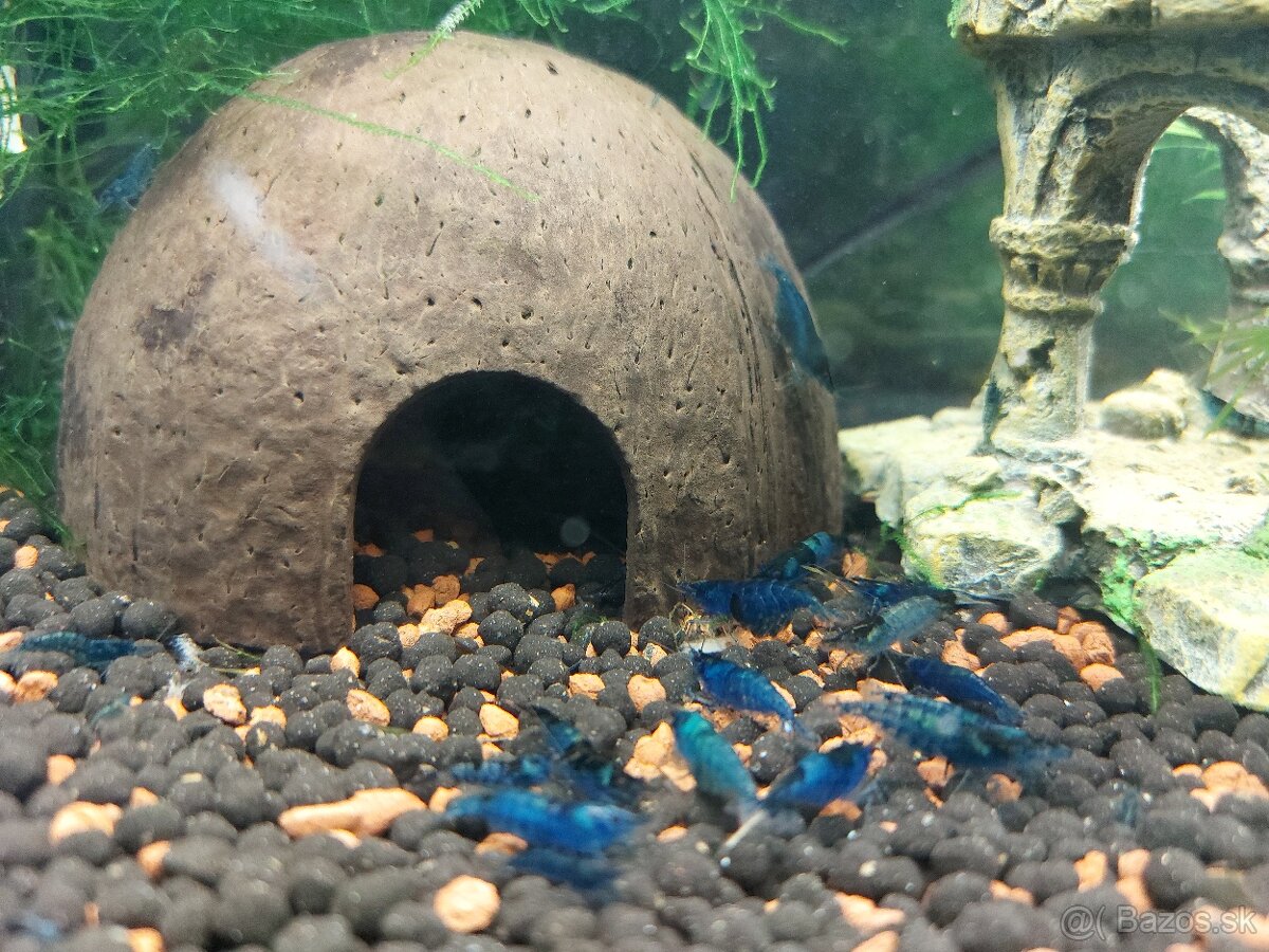 KREVETKY MODDRE BLUE DREAM - 2