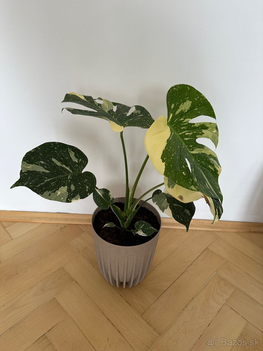 Monstera thai constalation - 2
