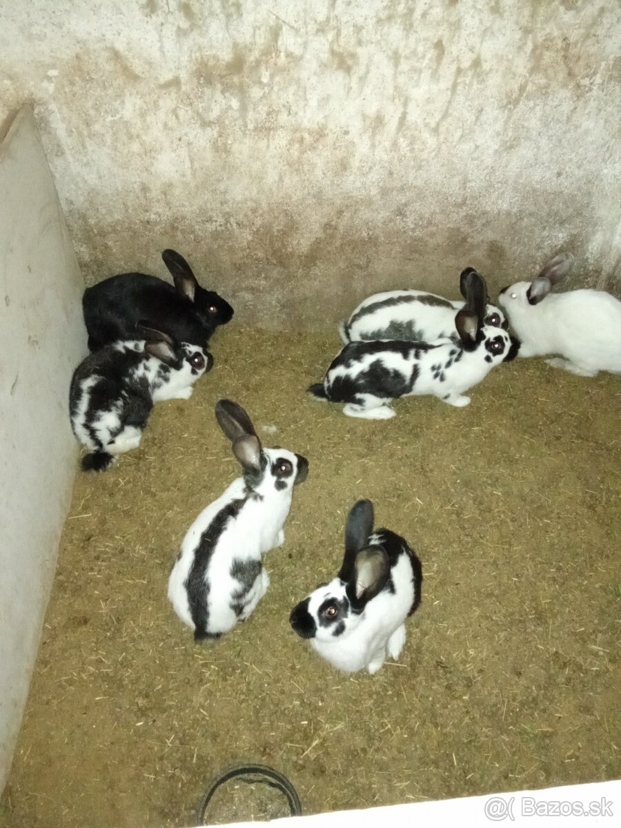 Predám 4 mesačné krížence NOS+BO - 2