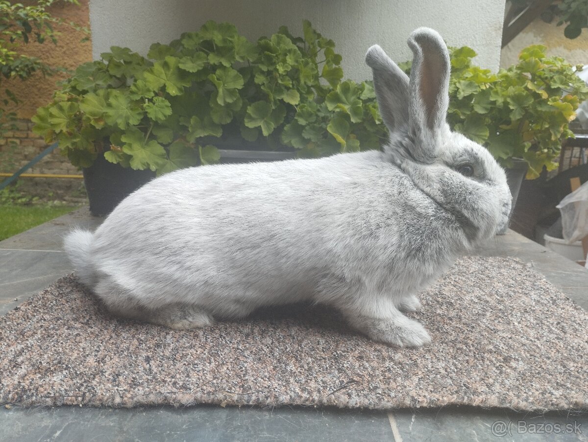 Vss - Veľký svetlý strieborný - 2