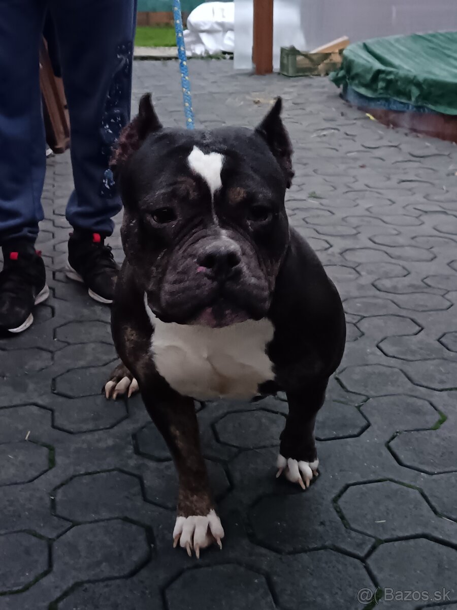 American bully - 2