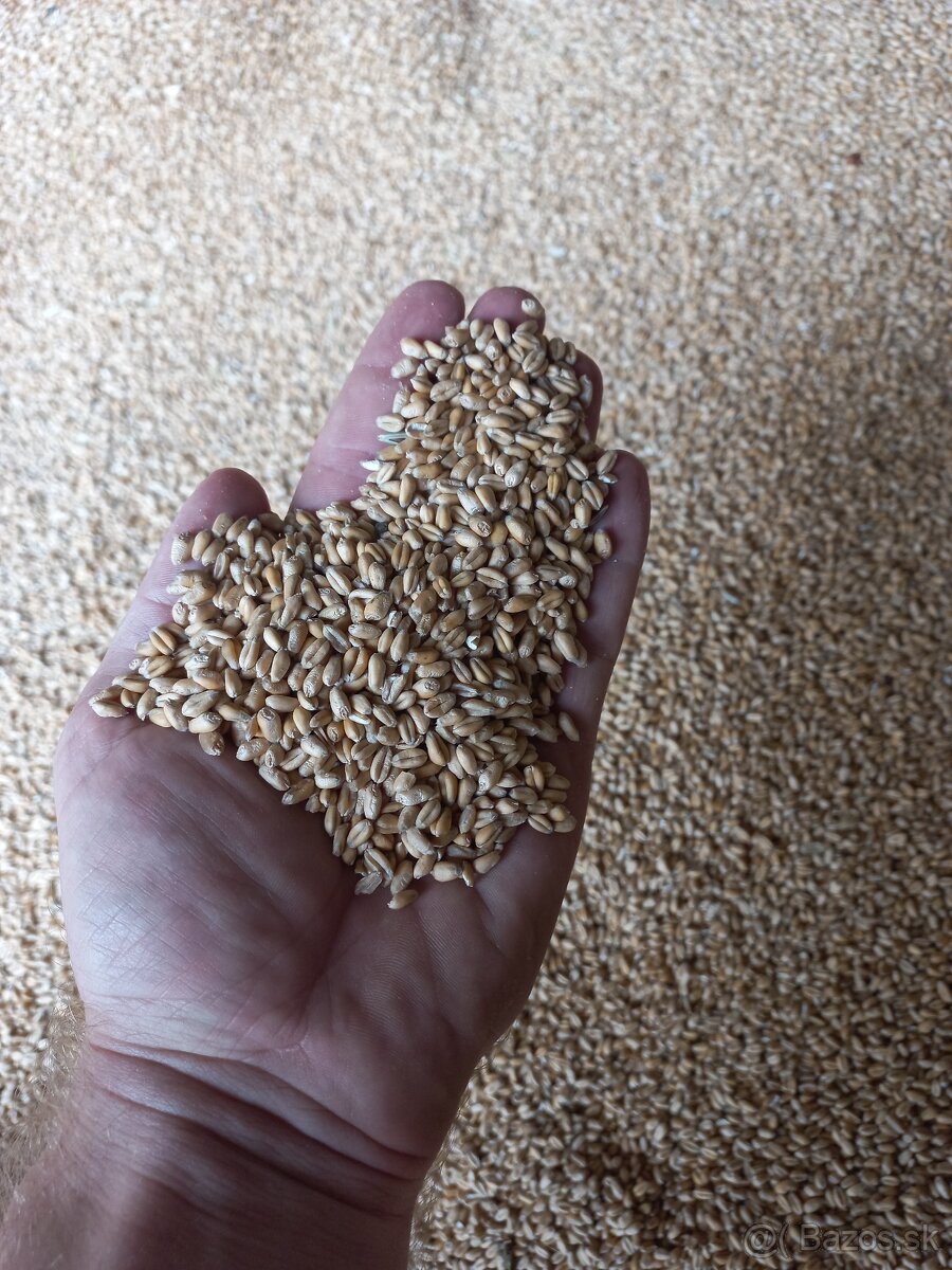 Pšenica na predaj - 2