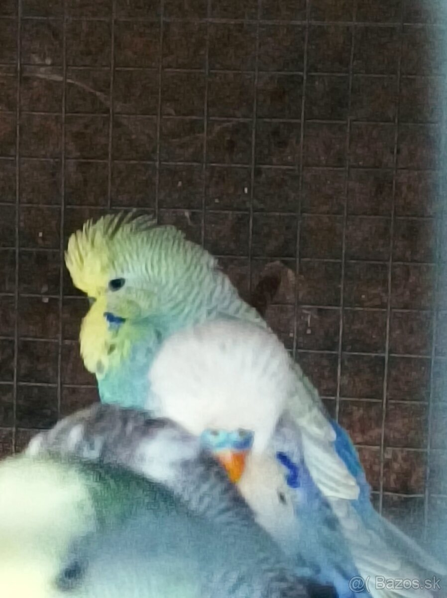 Predám andulky výstavné - 2