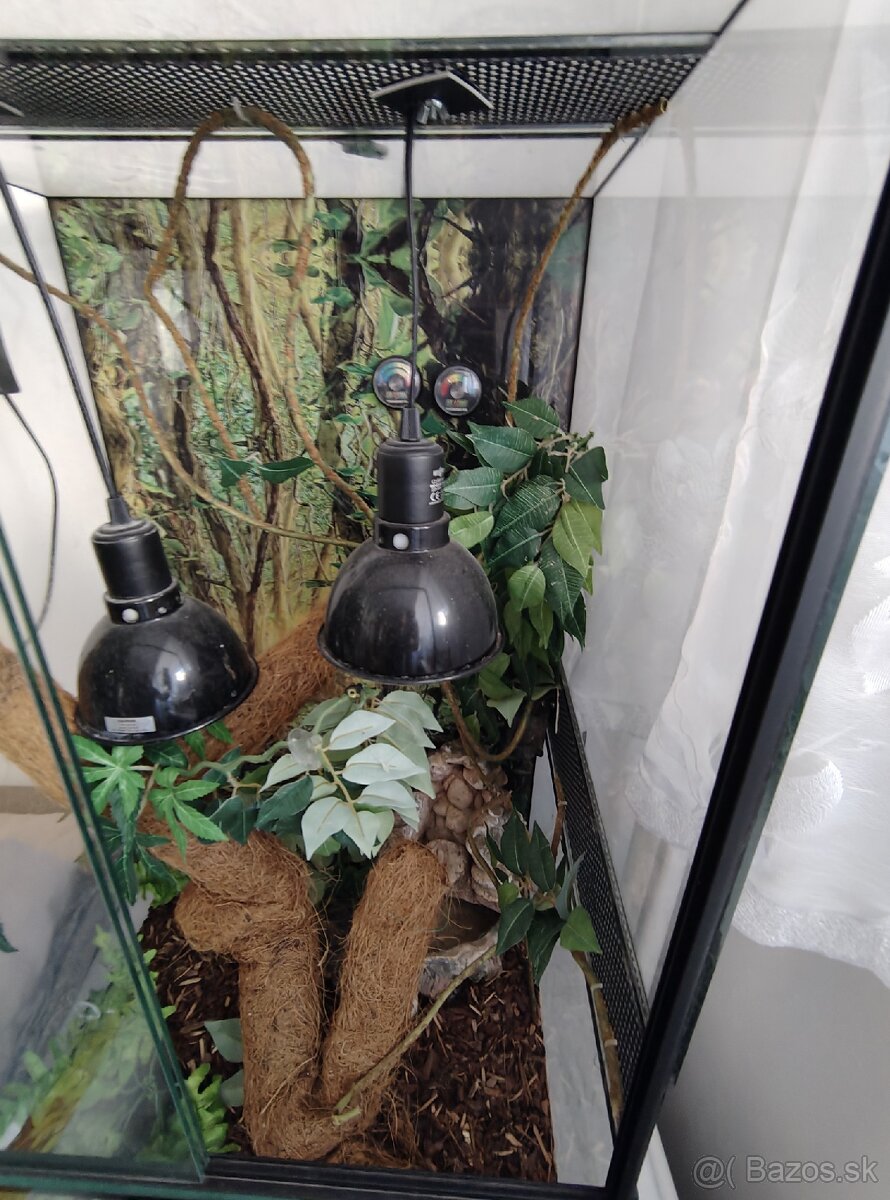 Terárium - 2