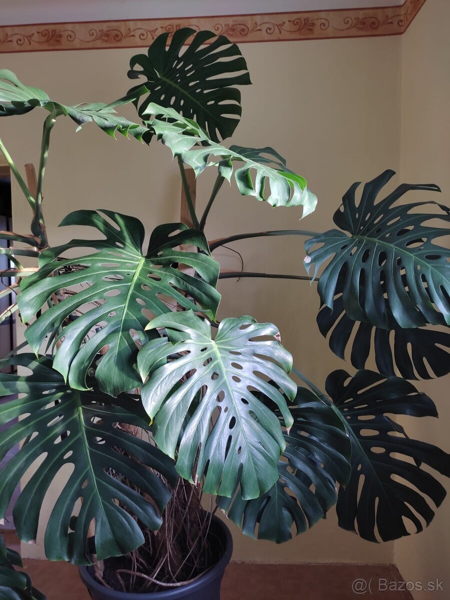 Monstera deliciosa - 2