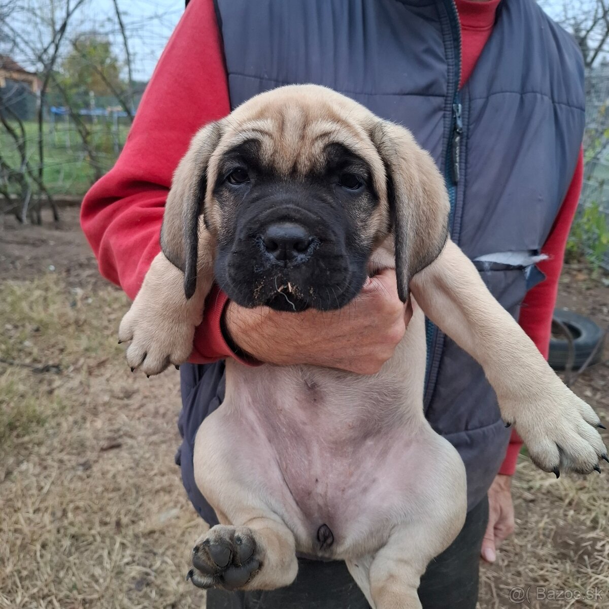 Cane Corso kölykök - 2