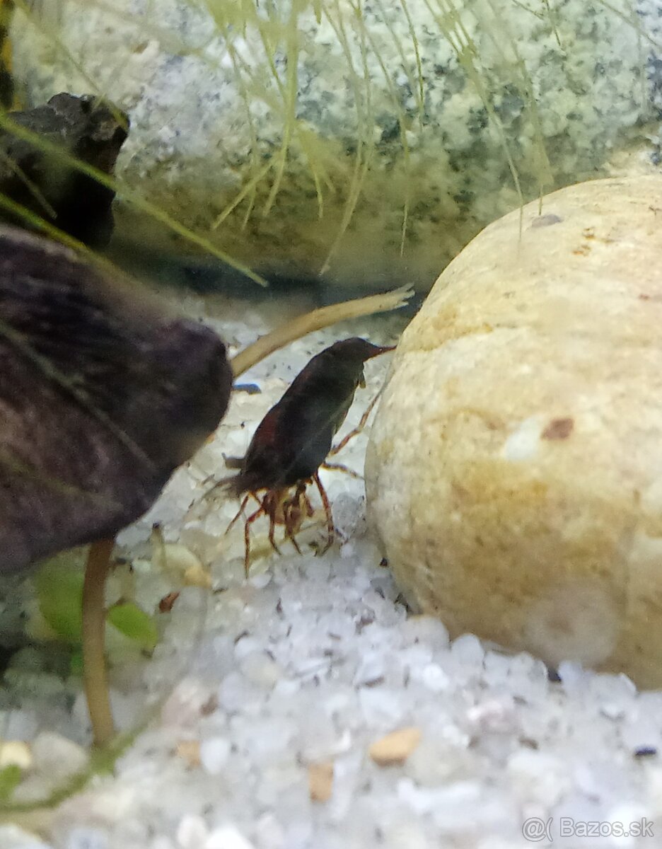 Neocardina davidi Chocolate - 2