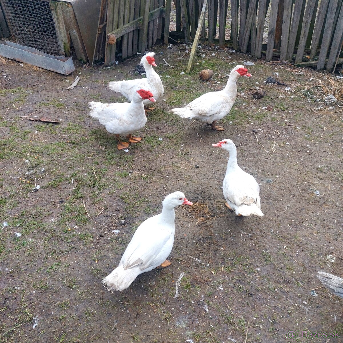 Činske kačiice a kačerov - 2