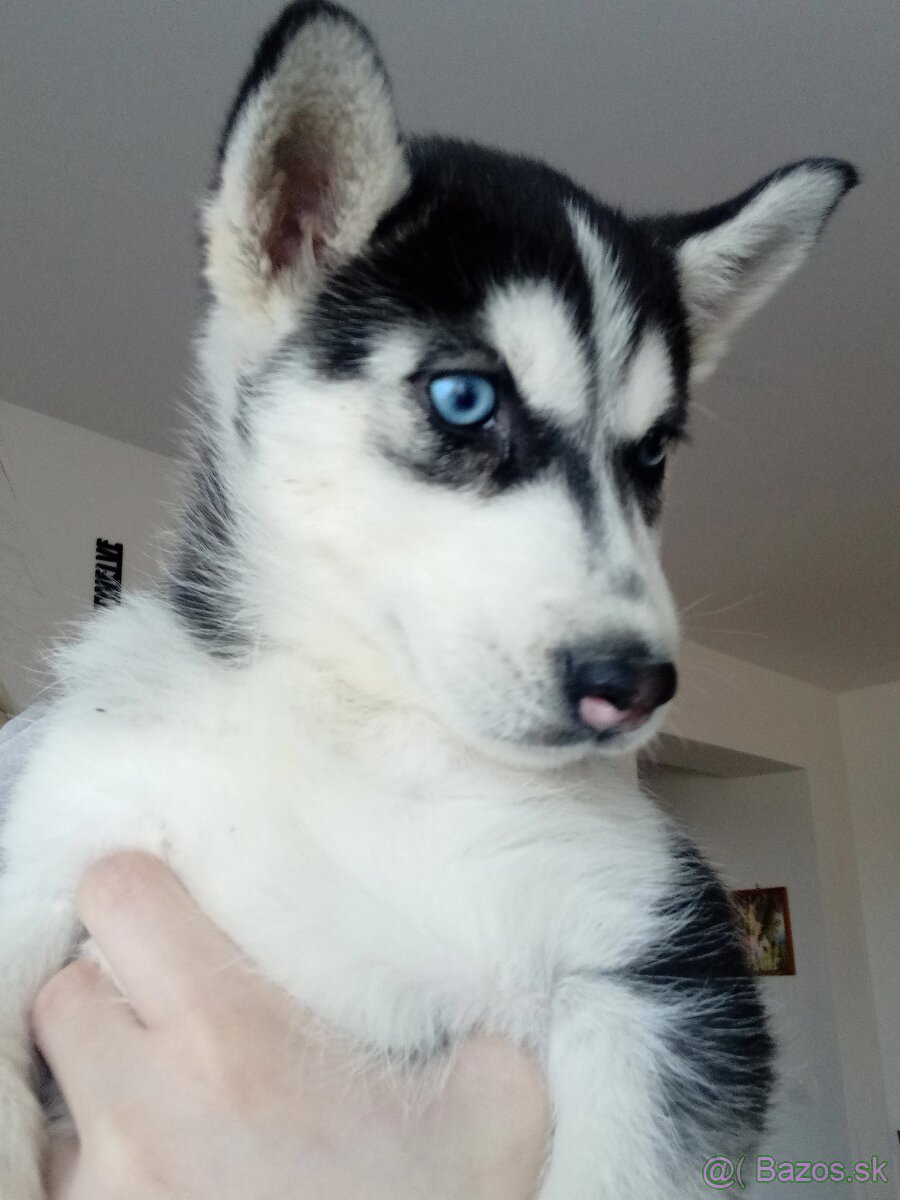 Sibirsky husky steniatko - 2